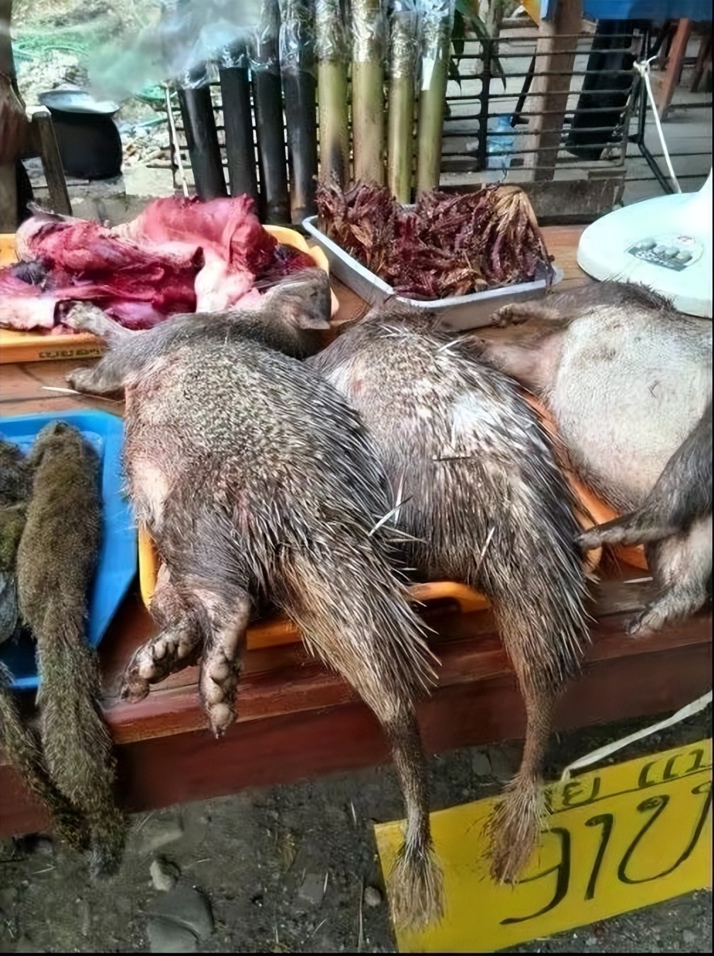 实拍老挝动物市场,老挝珍稀动物交易市场