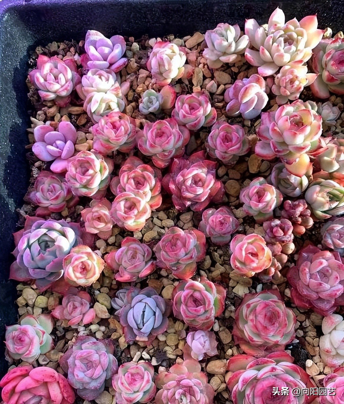 吉娃娃如何养好根又不徒长,吉娃娃怎么养才能活得久