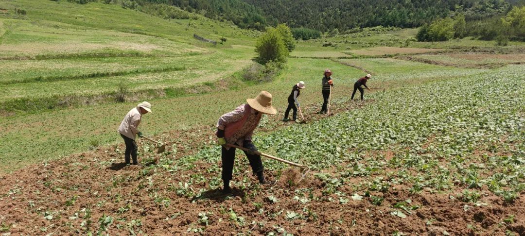 何坝镇铁鼓村,西和县何坝镇铁鼓村