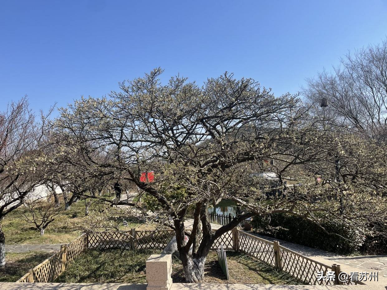 苏州赏梅最好的免费地方,二月初苏州腊梅