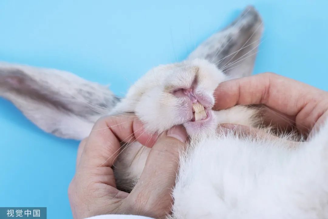 原来,你是这样的兔兔!