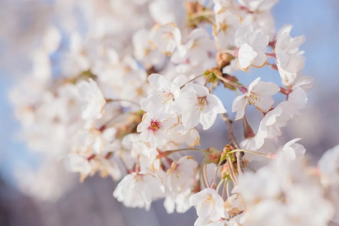 疫情快过去吧，我不想错过这座海滨老城的春天