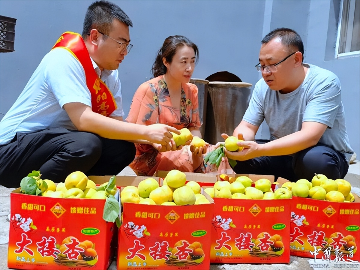 山西阳高：致富路上“杏好”有你