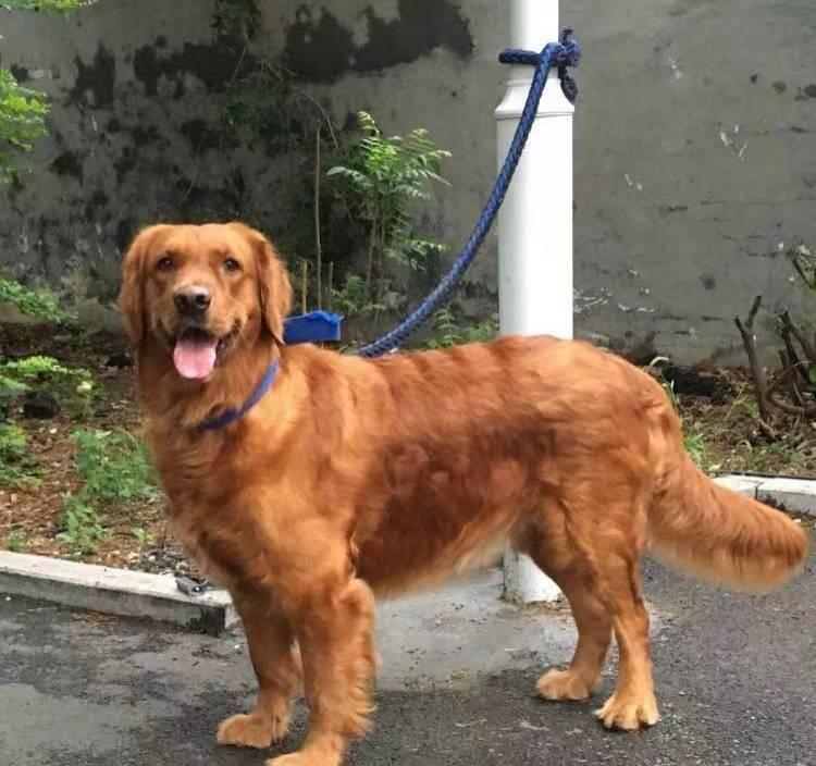 济南金毛犬,济南犬金毛