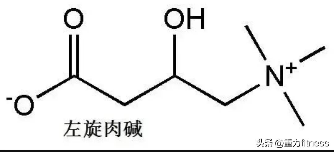 健身答疑解惑,减肥健身喝左旋肉碱管用吗