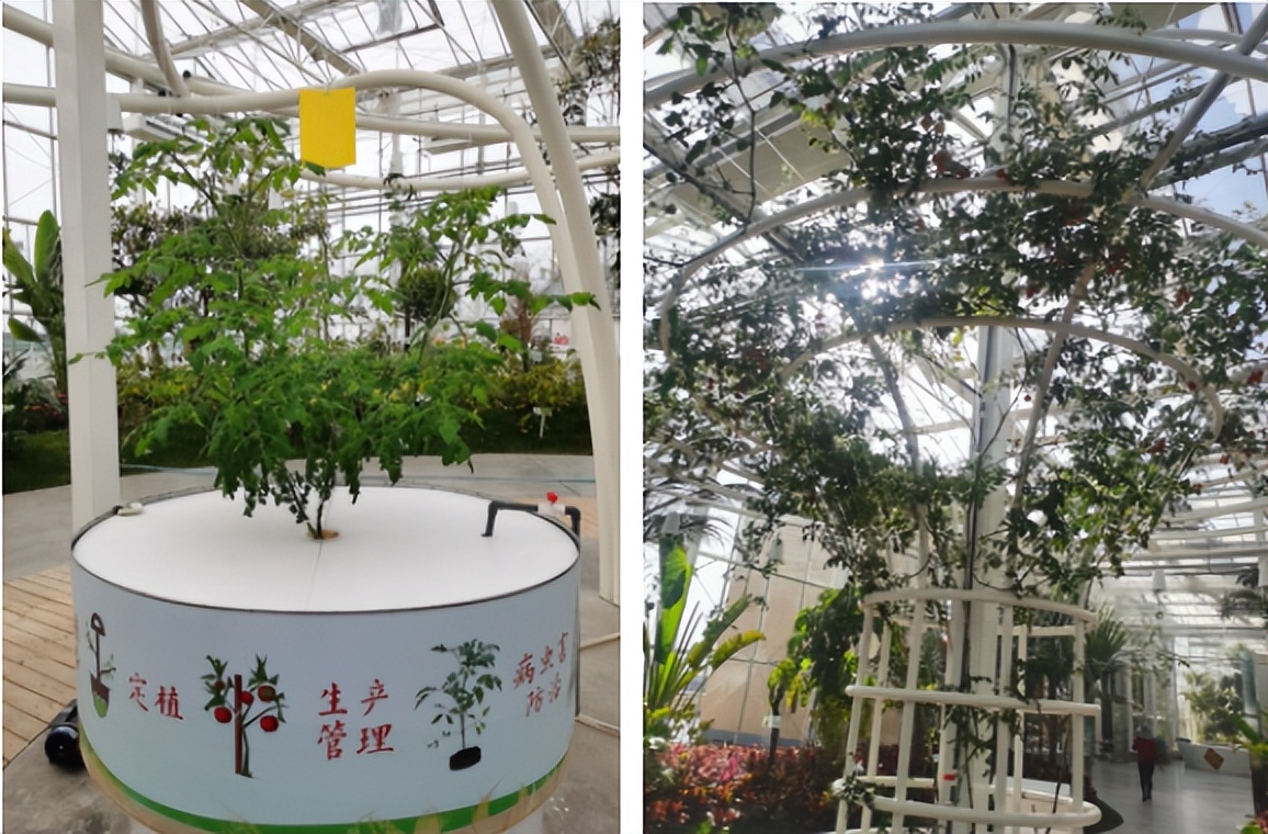 农业技术大讲堂之番茄的种植技术,连云港番茄无土栽培