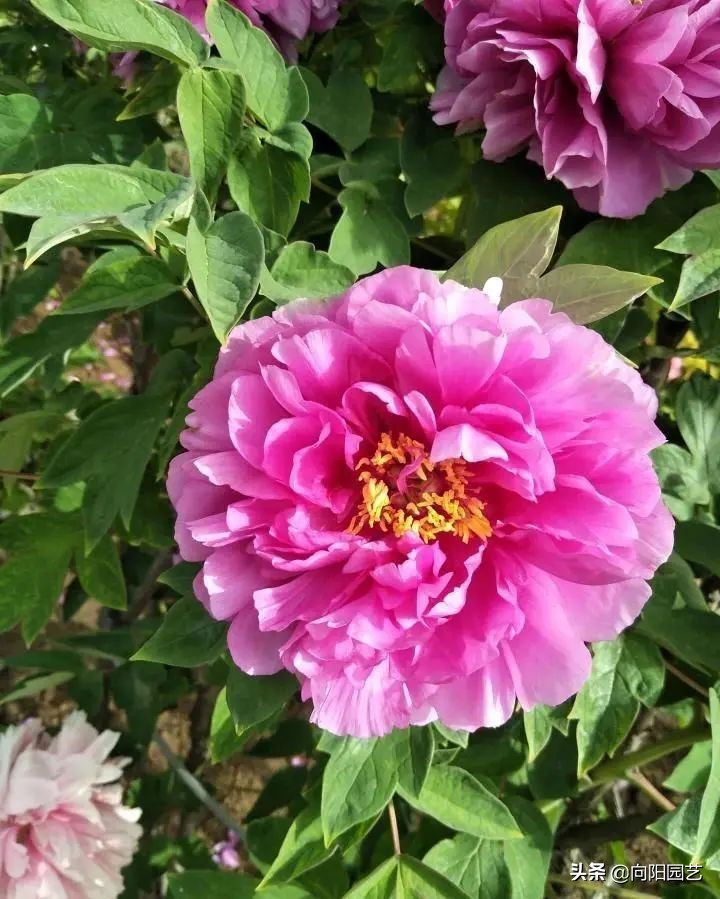 牡丹栽上第二年不开花,牡丹开花期和牡丹花期