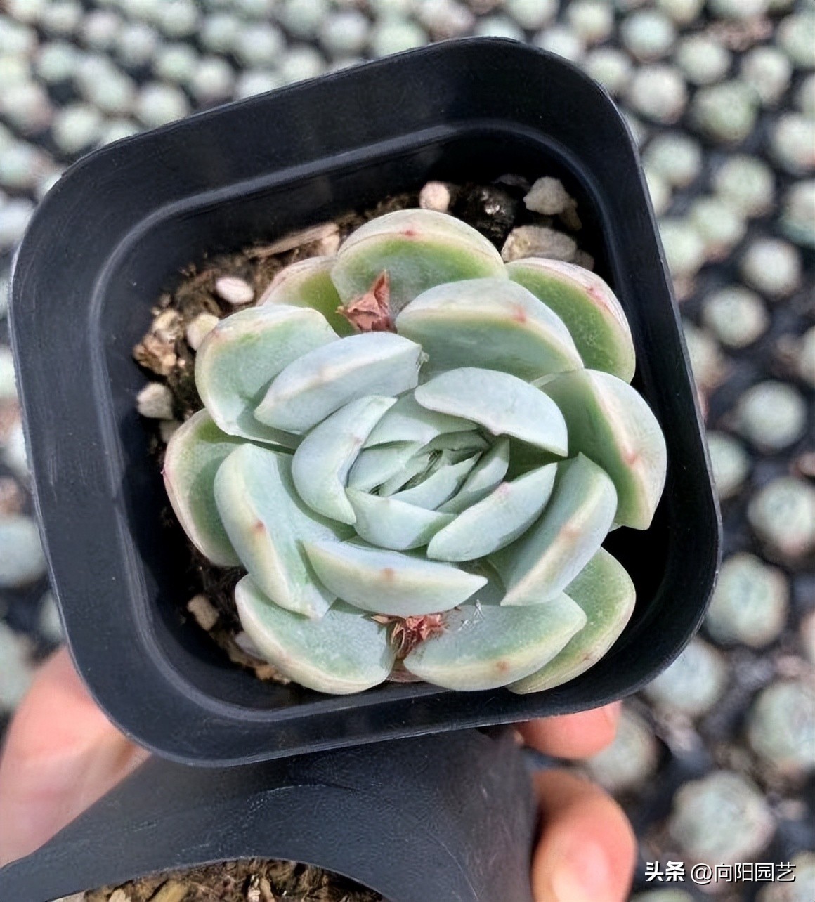 粗陶盆和塑料盆养多肉哪个好,种多肉塑料盆好还是麦饭石盆好