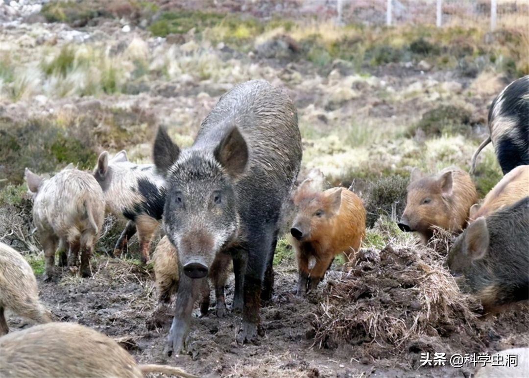 为什么毒蛇杀不死无毒蛇,毒蛇打死只留无毒蛇影响生态吗
