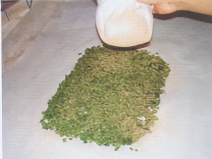 飞蚁防治小妙招,收获蚁怎样保产