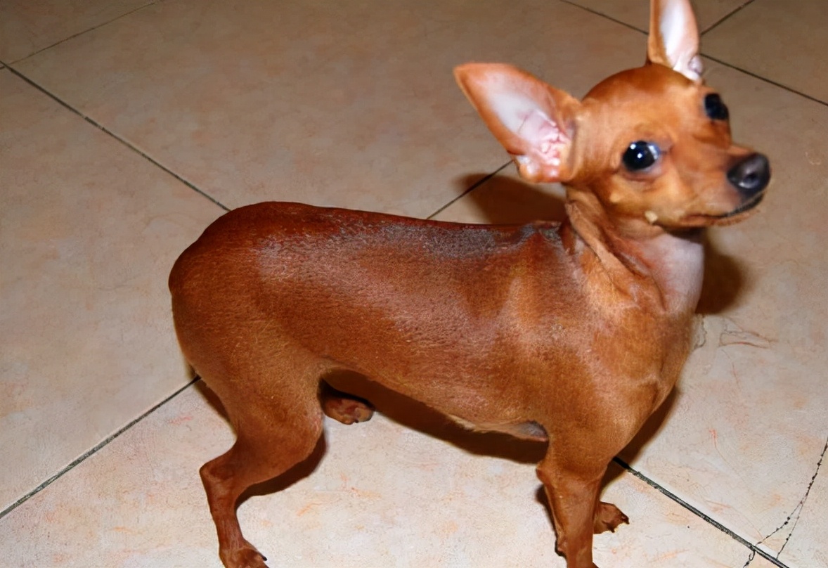 调皮的小鹿犬，误食很多驱虫药，该怎么办呢？