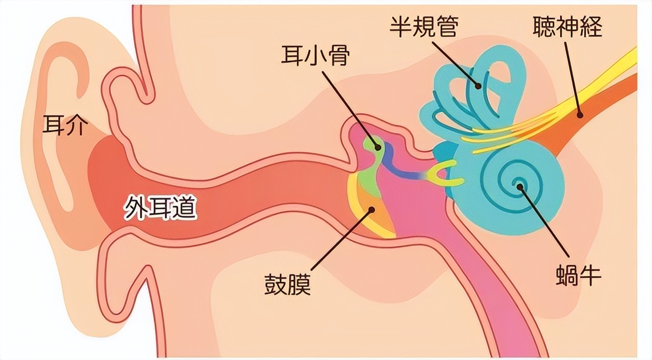 掏耳朵怎么样不疼,掏耳屎为什么这么舒服