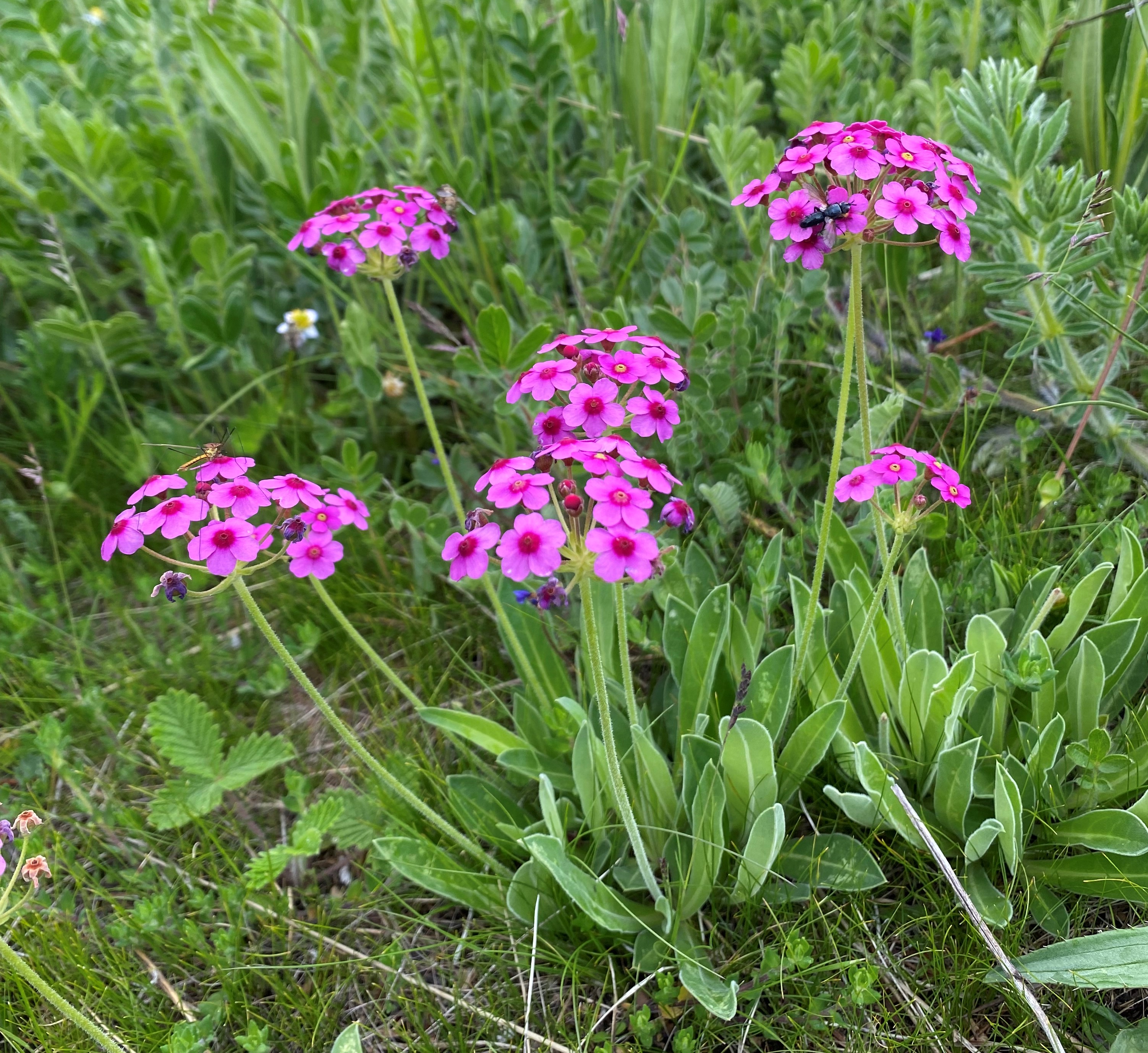 理塘格聂神山怎么走,理塘格聂神山故事
