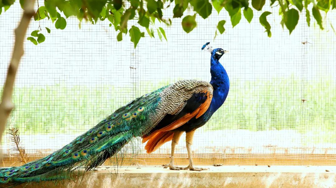 师大寻鸟记，这些小可爱，你都见过吗？