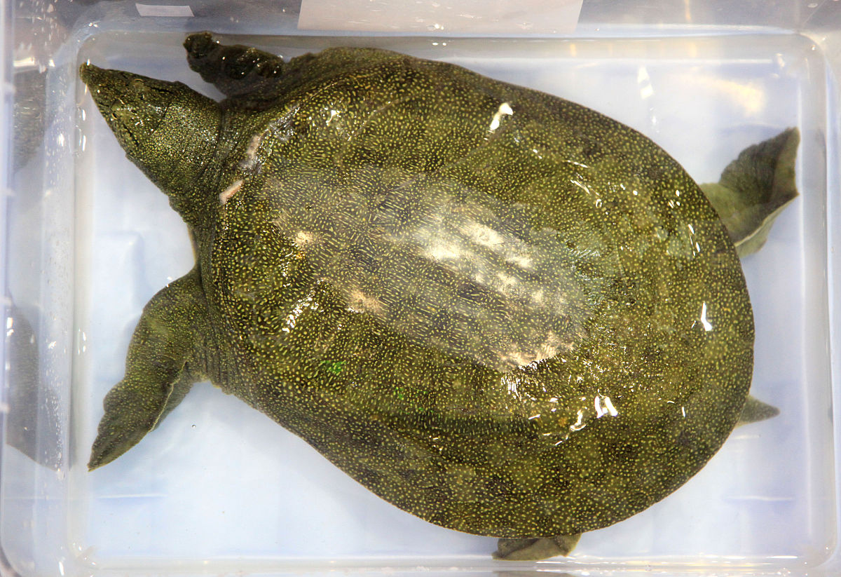 郑州黄河边捉老鳖,山东河南交界处黄河老鳖