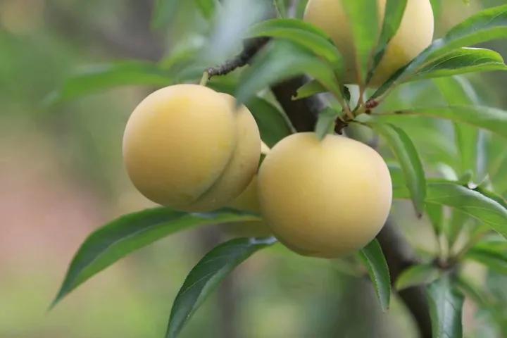 农村小伙回乡创业种果树,三个农村小伙回乡创业建果园