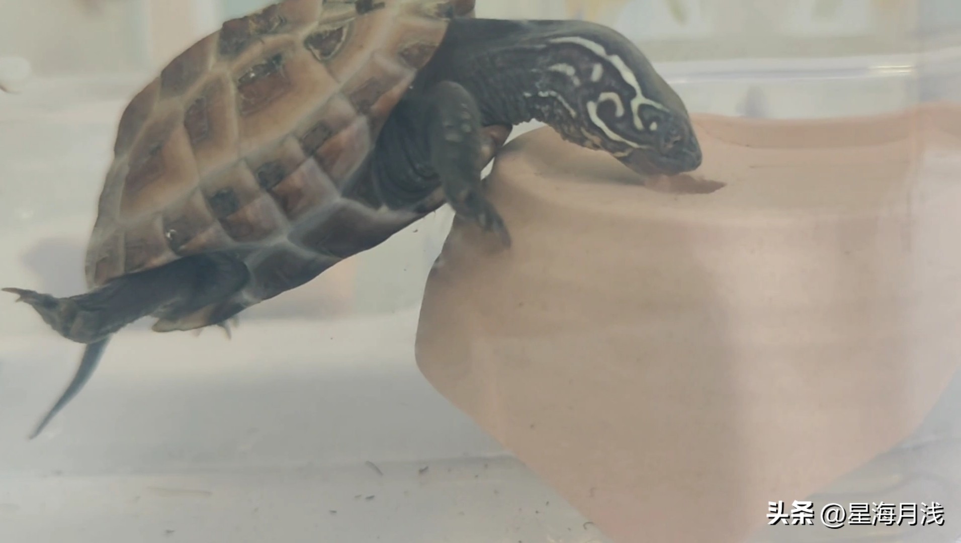 养乌龟食物每天喂多少,养龟日常乌龟有多耐饿