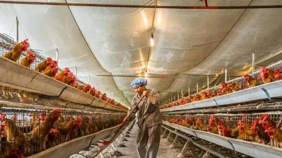 76岁农村大爷养鸡赚钱,小伙子在农村养鸡致富