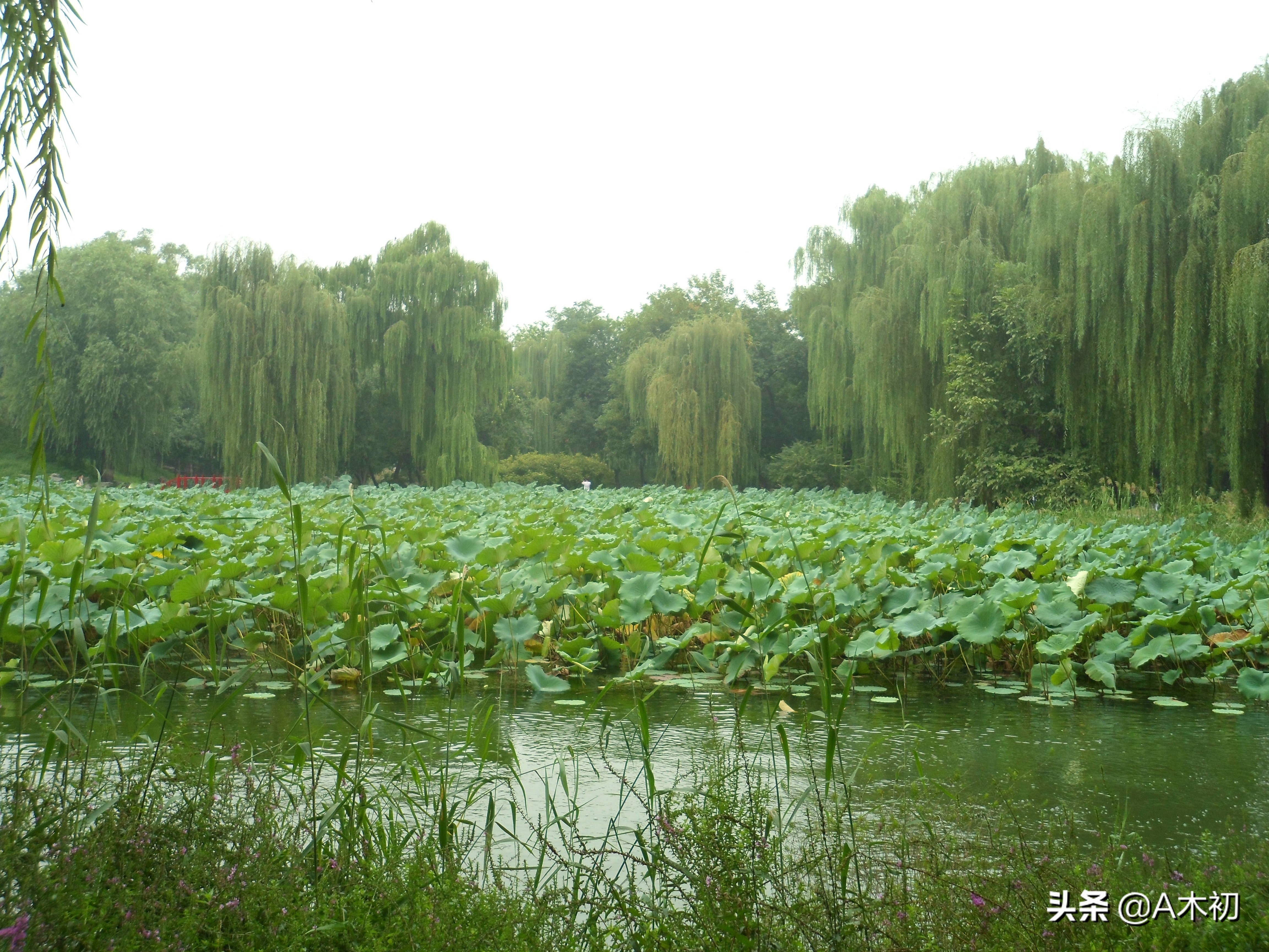 诗家夫子王江宁什么意思,诗家夫子王江宁是谁