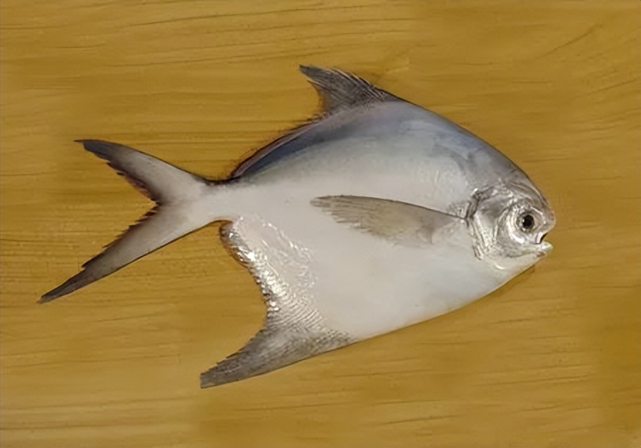 这道著名海鲜你可能吃过，但不太可能见过它死前真面目