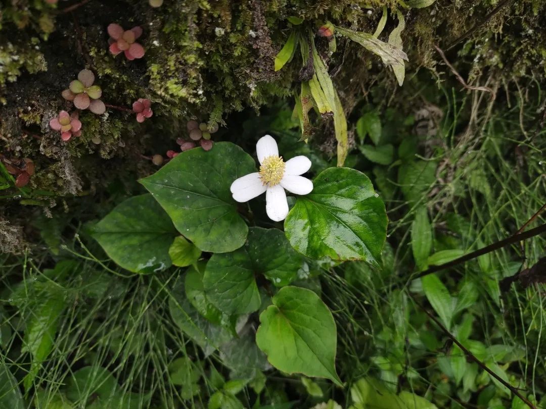 崇州山里新发现的天然景区,崇州的田园风光