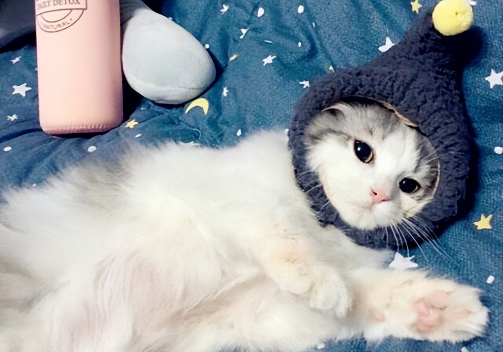 猫咪眼部疾病适合哪种用药,猫咪常见疾病及防治方法