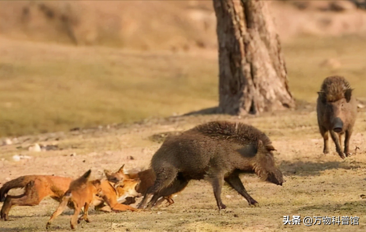 祁连山发现8只“红狗”!被称为猛兽之首,它真敢猎杀老虎?