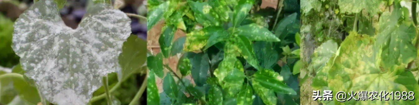 王牌杀菌剂特效药,杀细菌和病毒的最好的药是什么