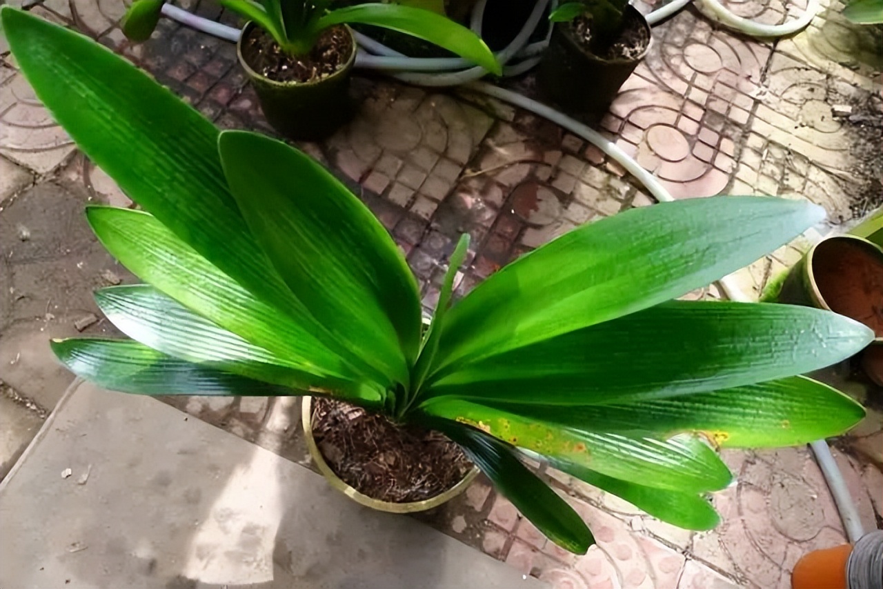 君子兰催花期可以用花多多12号吗,君子兰催花用什么最好养