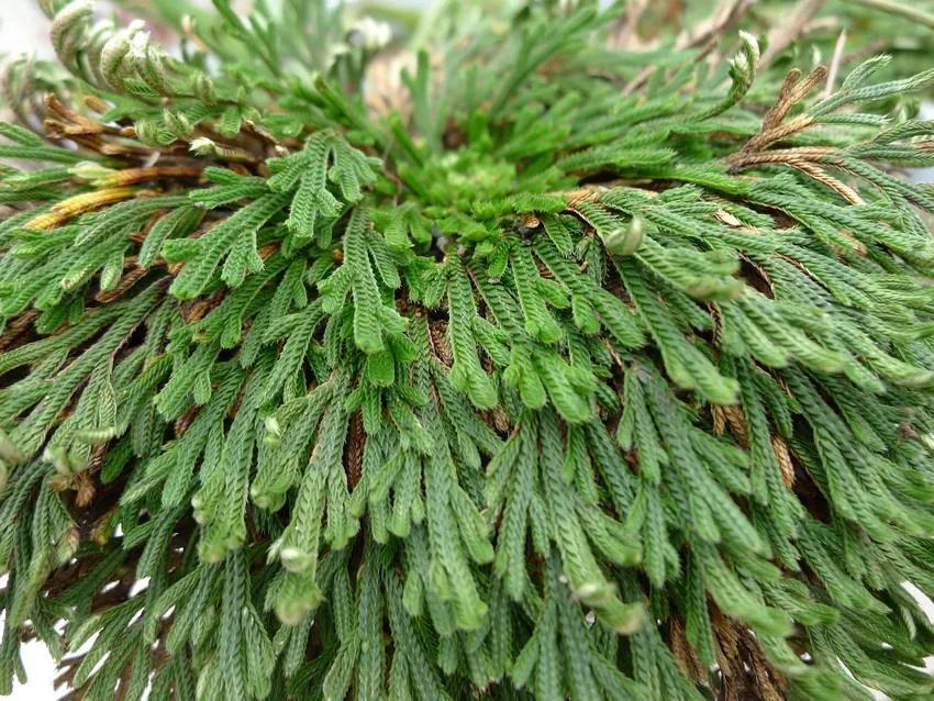 100种迷人的“数字花”,从零到一百万,真是太神奇了