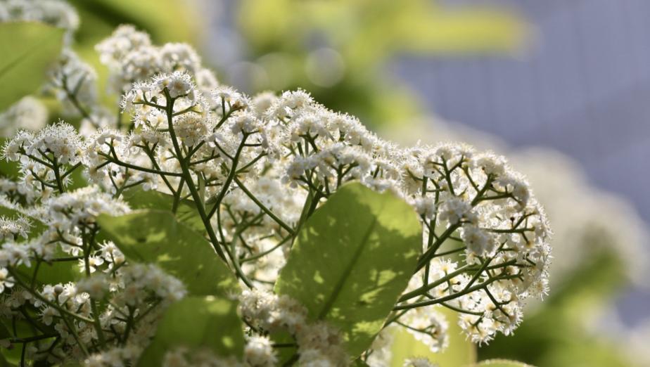 石楠冬日花开诗句,红叶石楠花诗句