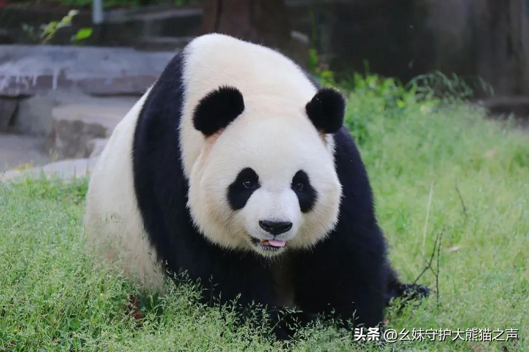 每天认识一只大熊猫北川,每天认识一只狗狗