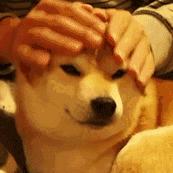 致市民朋友的一封信,致广大居民文明养犬的一封信