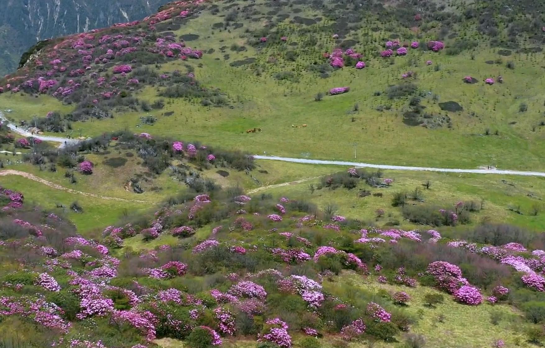 巫溪红叶自驾游,巫溪红池坝云中花海景点讲解