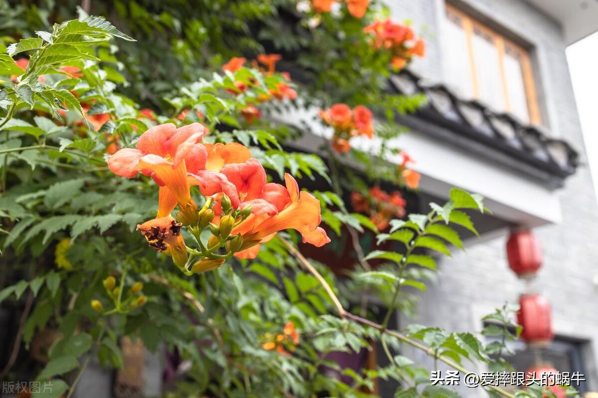 夏日里盛开的凌霄花,绚烂开放的凌霄花