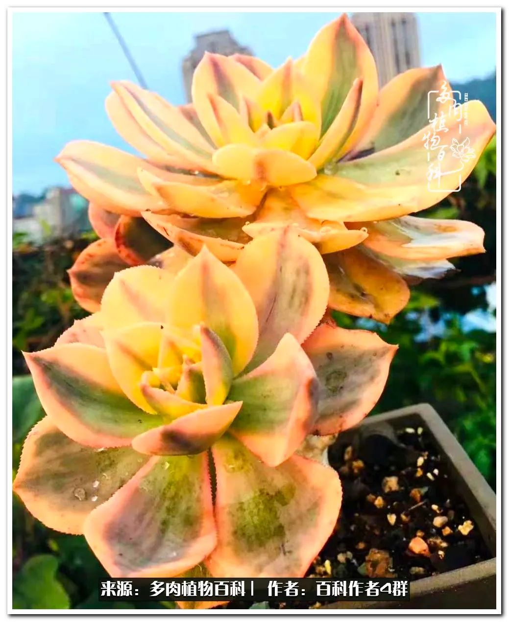 景天科十八种常见多肉,常见40种景天科多肉