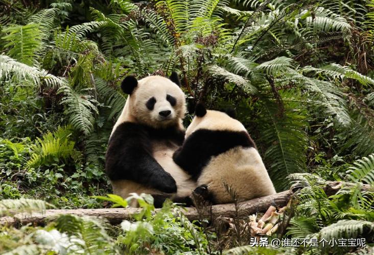 大熊猫草草引种成功了么,大熊猫草草野外引种几次