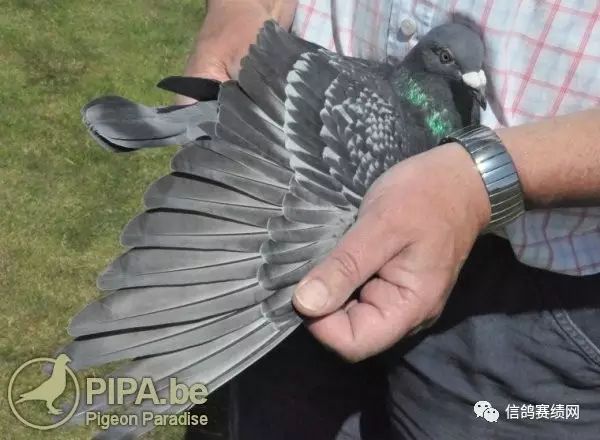 世界级养鸽名家的经验分享（一）