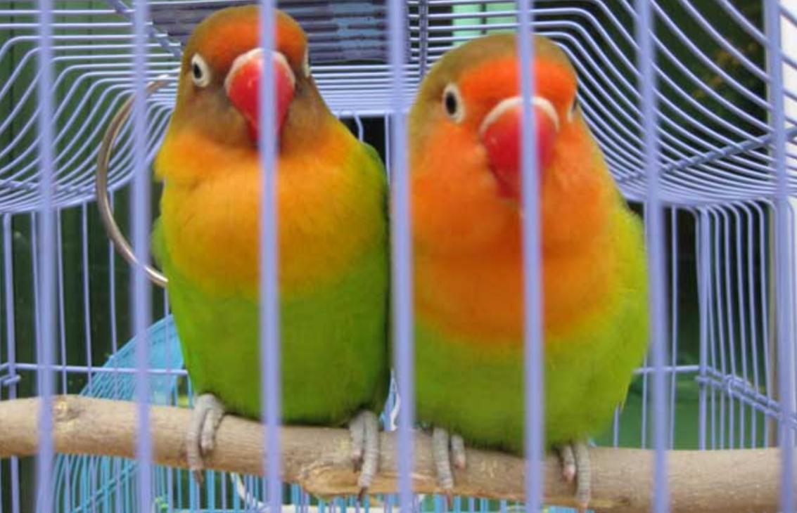 山东小古镇蟋蟀卖出3个亿,山东蟋蟀农村交易