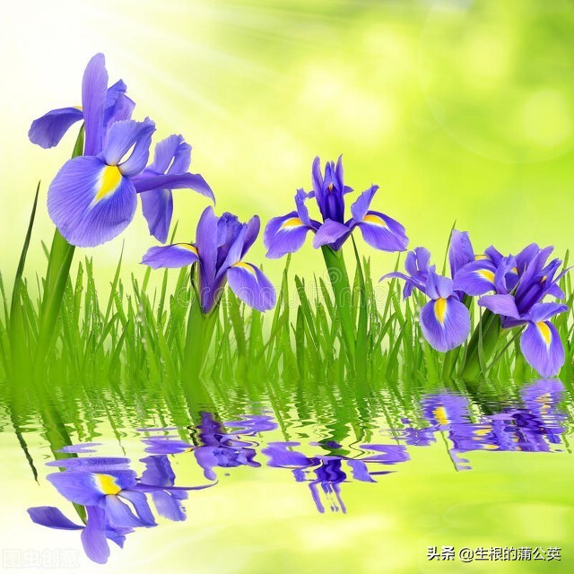 水生花卉栽培方法和技术,十种常见水生花卉