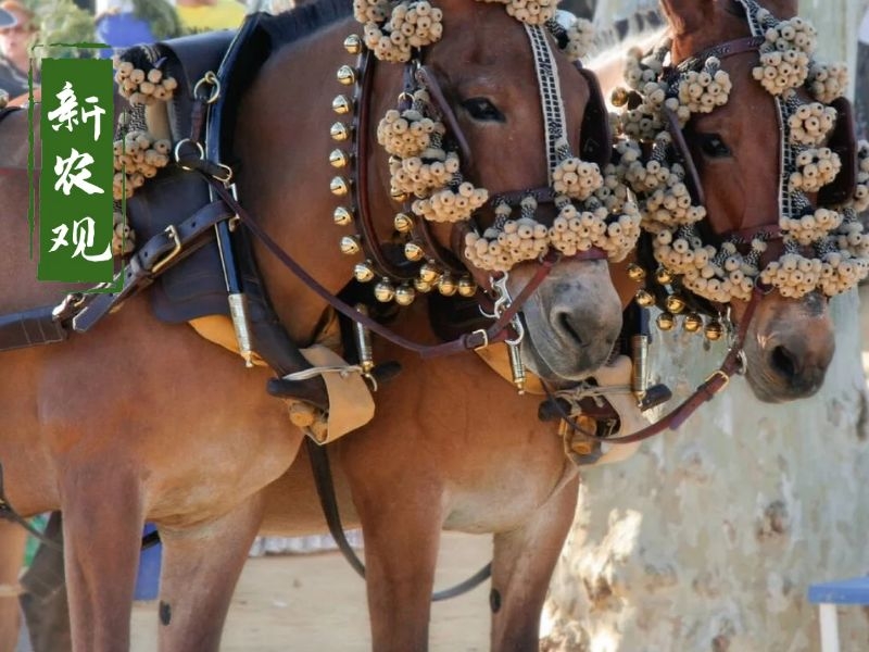 为啥骡子不能生育图文,骡子和驴骡是什么关系