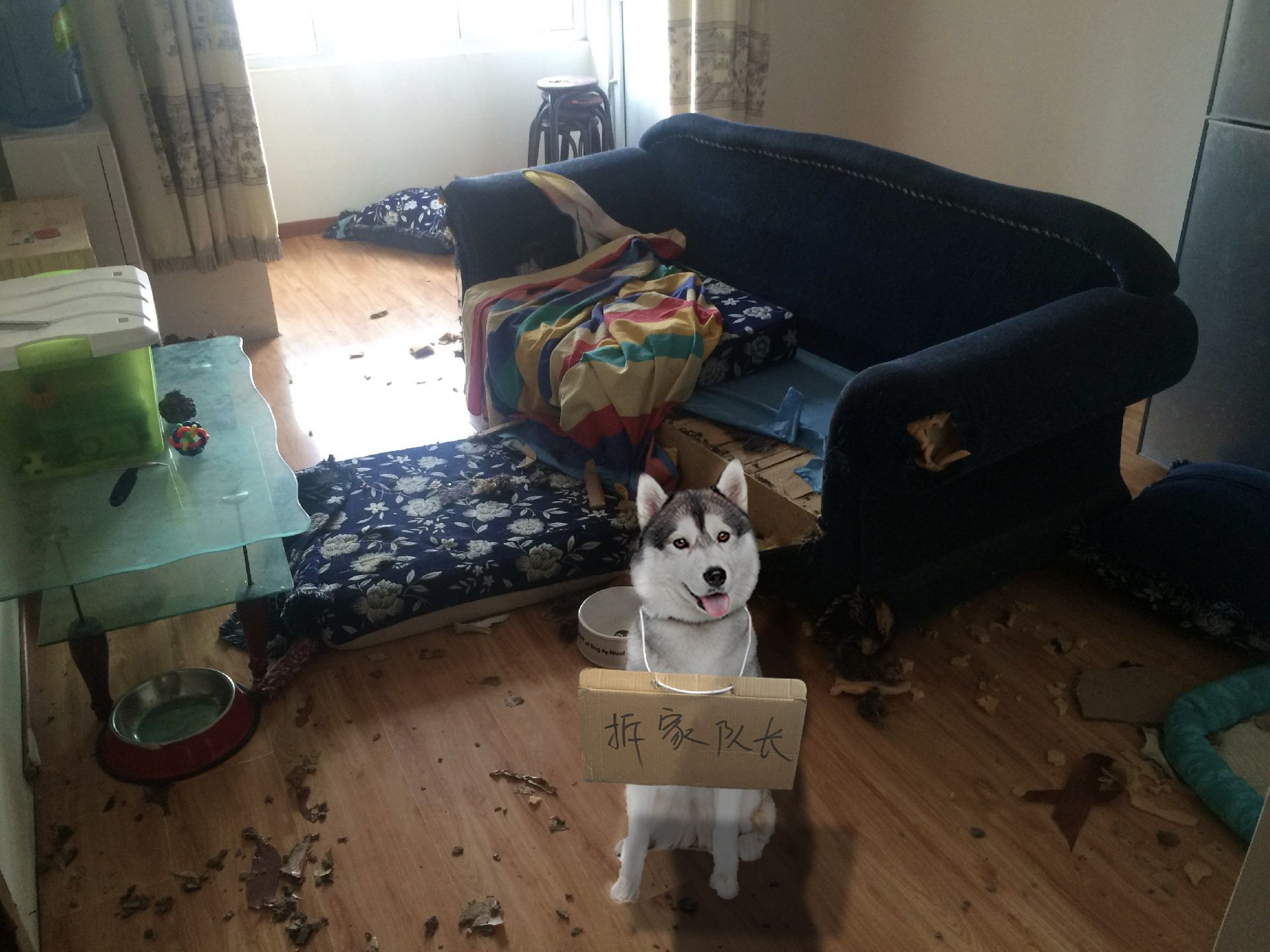 土狗和哈士奇哪个聪明,哈士奇泥石流里打滚