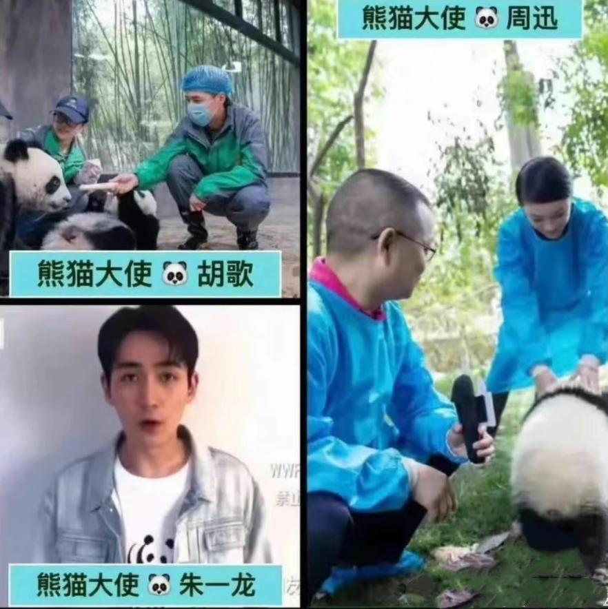 多位明星为国宝丫丫发声！黄晓明惹争议，身为熊猫大使出面太晚