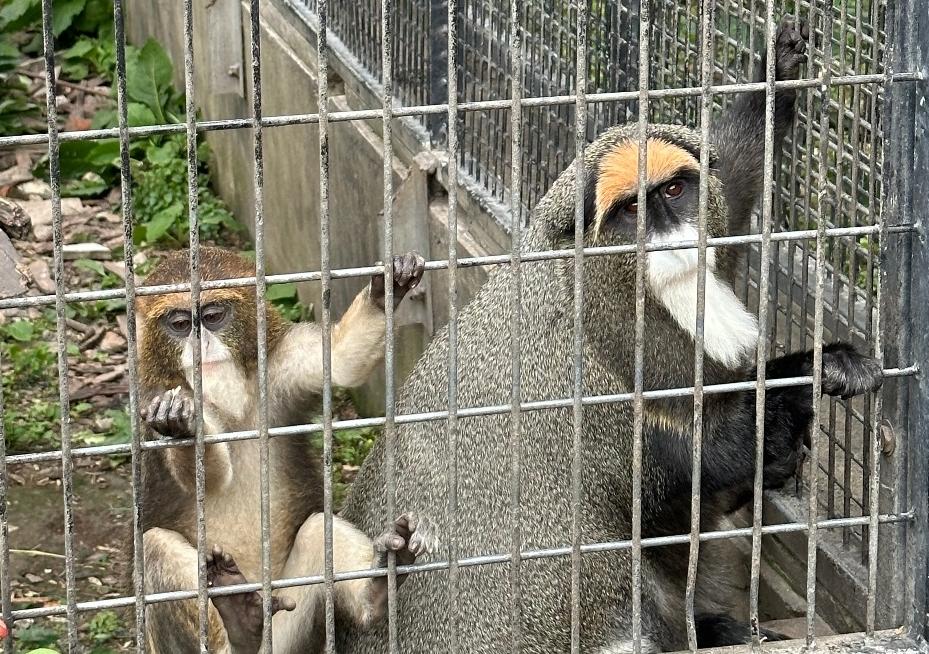 上海动物园一日游攻略,好玩不累的体验分享,附加避雷指南!