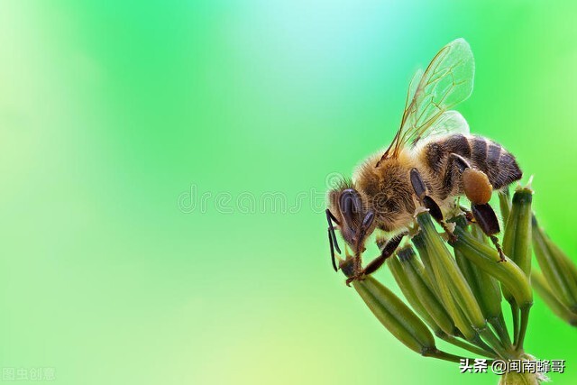 蜜蜂养殖技术防逃技术,蜜蜂养殖之蜜蜂发育周期