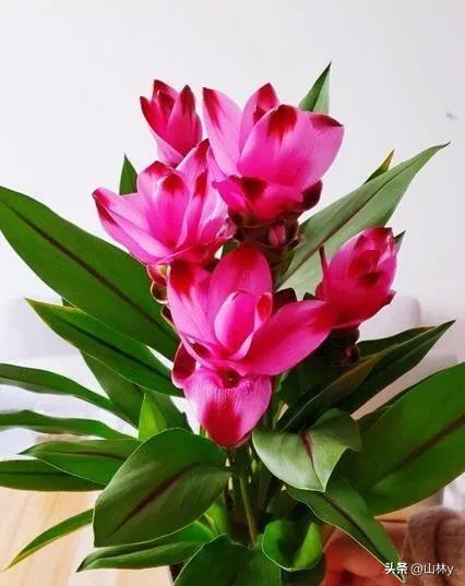 五颜六色的花朵养眼舒心,灵动秀美的花朵图片