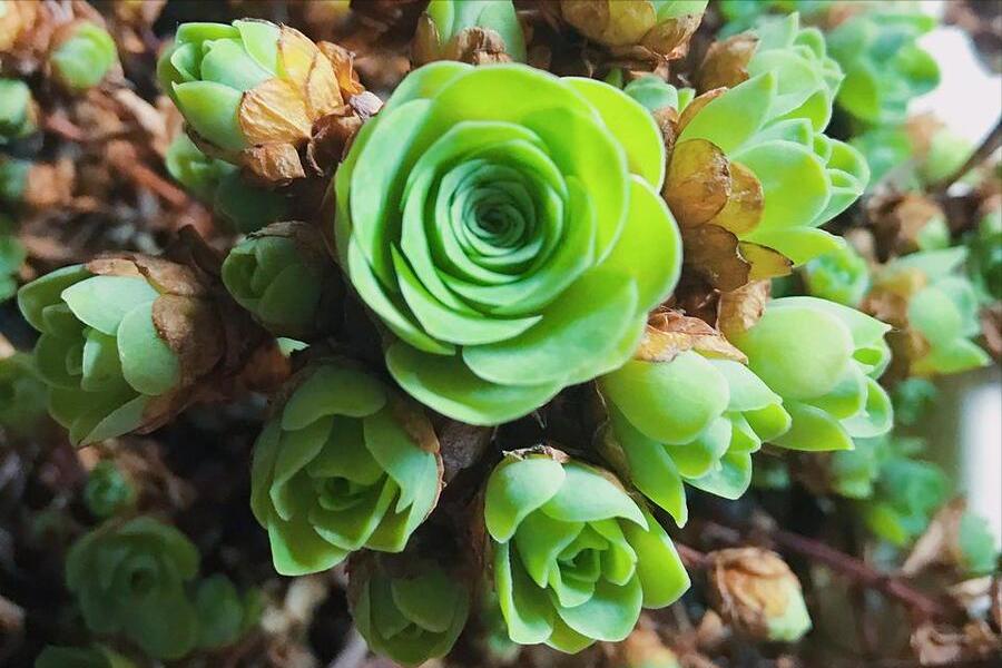 长条绿色叶子的花卉有几种,绿色花卉植物图片大全