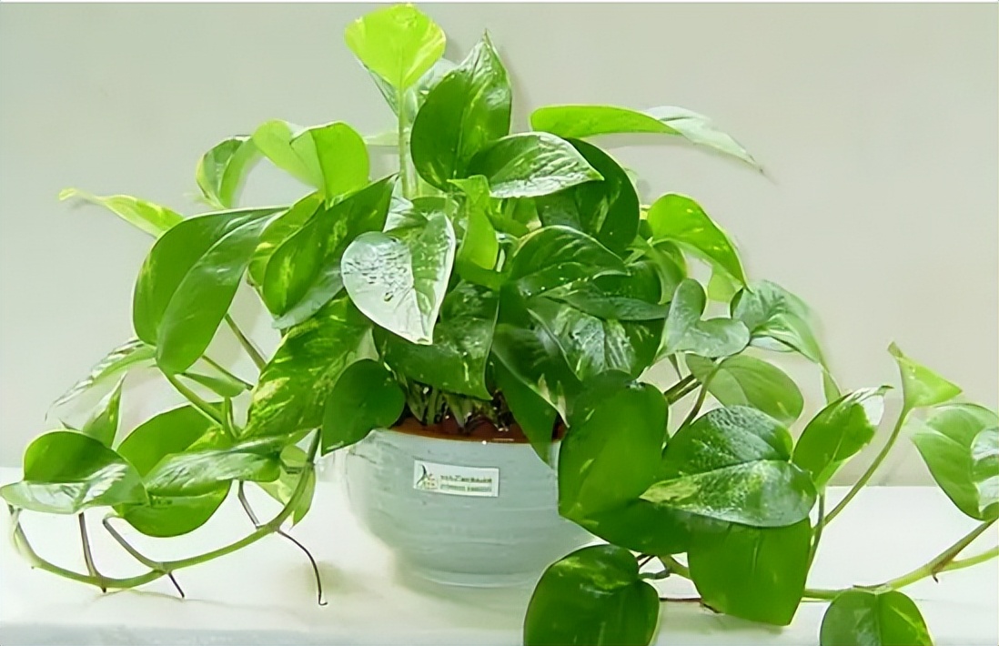 绿萝生命之花称号,生命之花绿萝