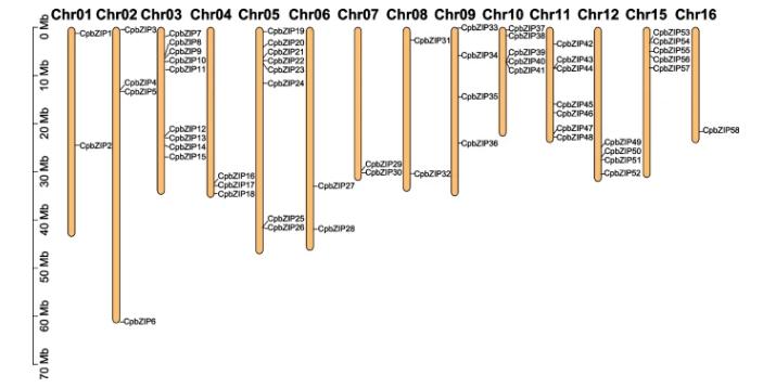 碱性亮氨酸拉链的介入，会对青钱柳根茎发育产生多大影响？