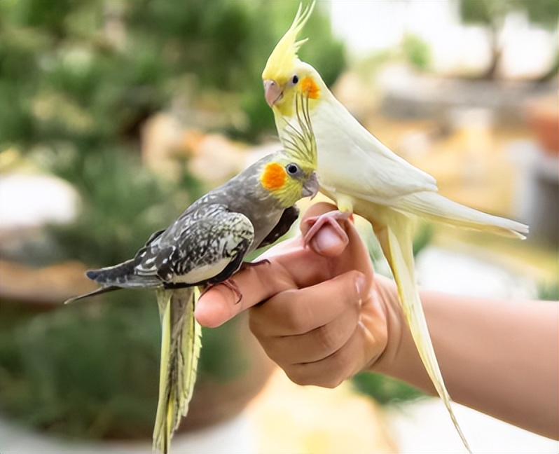 玄凤鹦鹉与虎皮鹦鹉吃的粮一样吗,新手刚养鹦鹉该怎么饲养鹦鹉呢